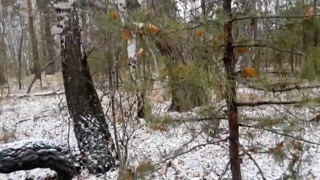 Грибы в ноябре смотреть онлайн