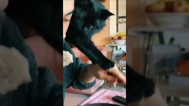 Приколы с животными. Очень смешно смотреть онлайн