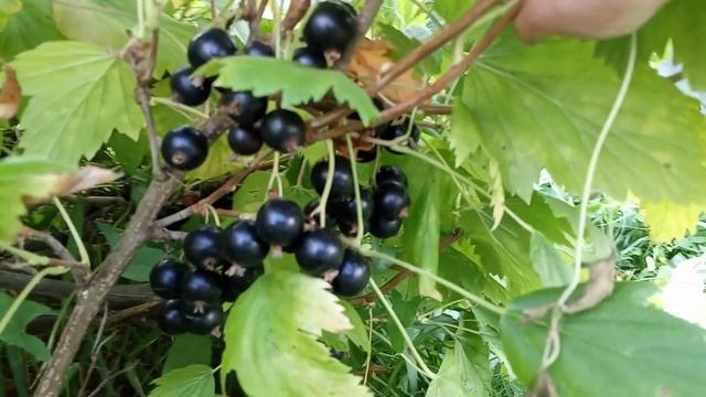 Дача. Новости с Теплицы. Малина, Смородина, Яблоки, Тыква, Кабочки спеют. смотреть онлайн