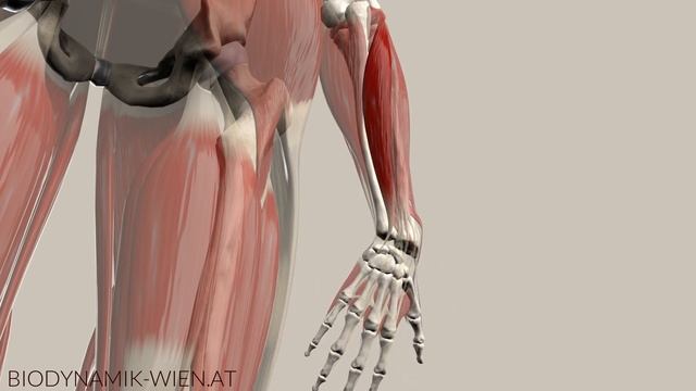 Extensor Carpi Ulnaris Function: Extension & Hyperextension (3d Animation) смотреть онлайн