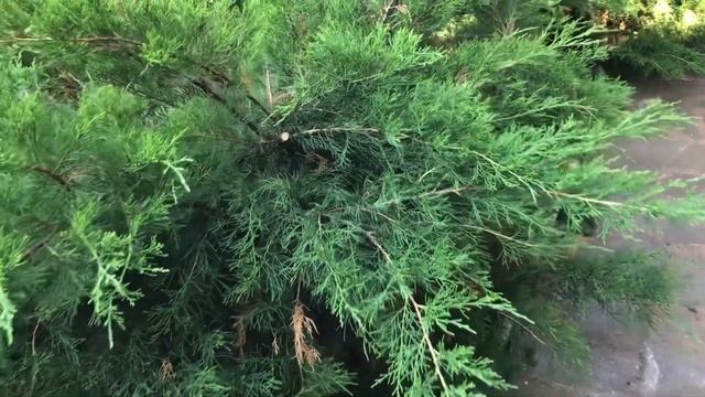 Можжевельник с потрясающим ароматом «Минт Джулеп» . Обрезка. 17.07.23 смотреть онлайн