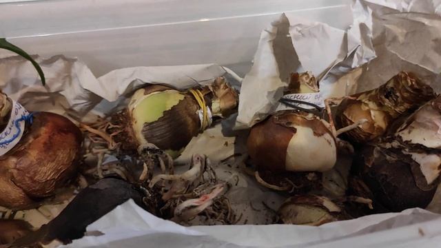 17.02.21.Гиппеаструм..из Оби.. сажаем в грунт. смотреть онлайн