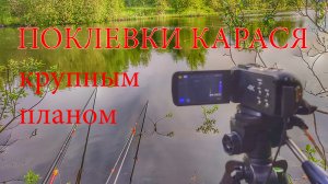 Поклевки карася крупным планом
