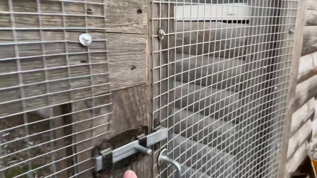 Ворон всех приветствует и ужинает!!!! смотреть онлайн