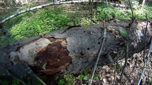 Черничник, неприятная "находка" (выход в лес и мысли)