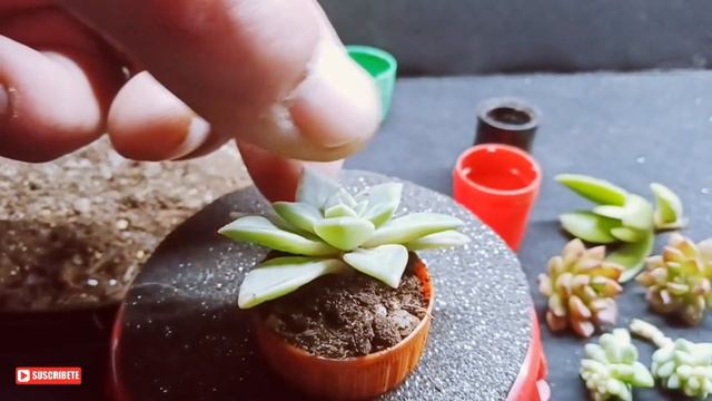 Creando mini arreglo con suculentas🌵🌵ECHEVERIA ACAULIS🌵🌵 MINI KUSAMONO en tapon 1/5 смотреть онлайн