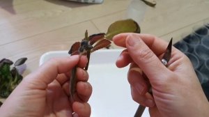 размножение эписций. уход и содержание эписций. укоренение эписций. акварельные эписции.