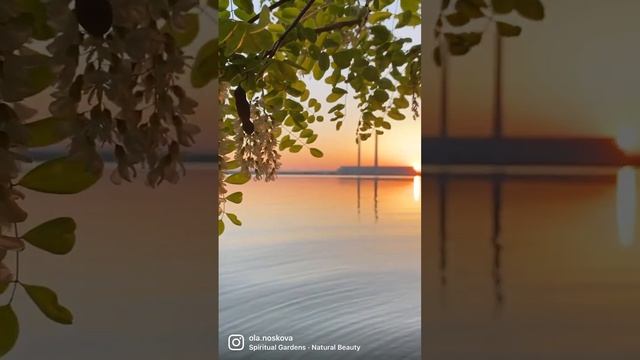 Цветение акации-начало лета, Ставрополье смотреть онлайн