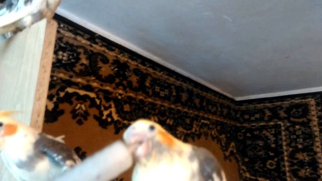 Выкормыши кореллы последние дни в родном доме . смотреть онлайн