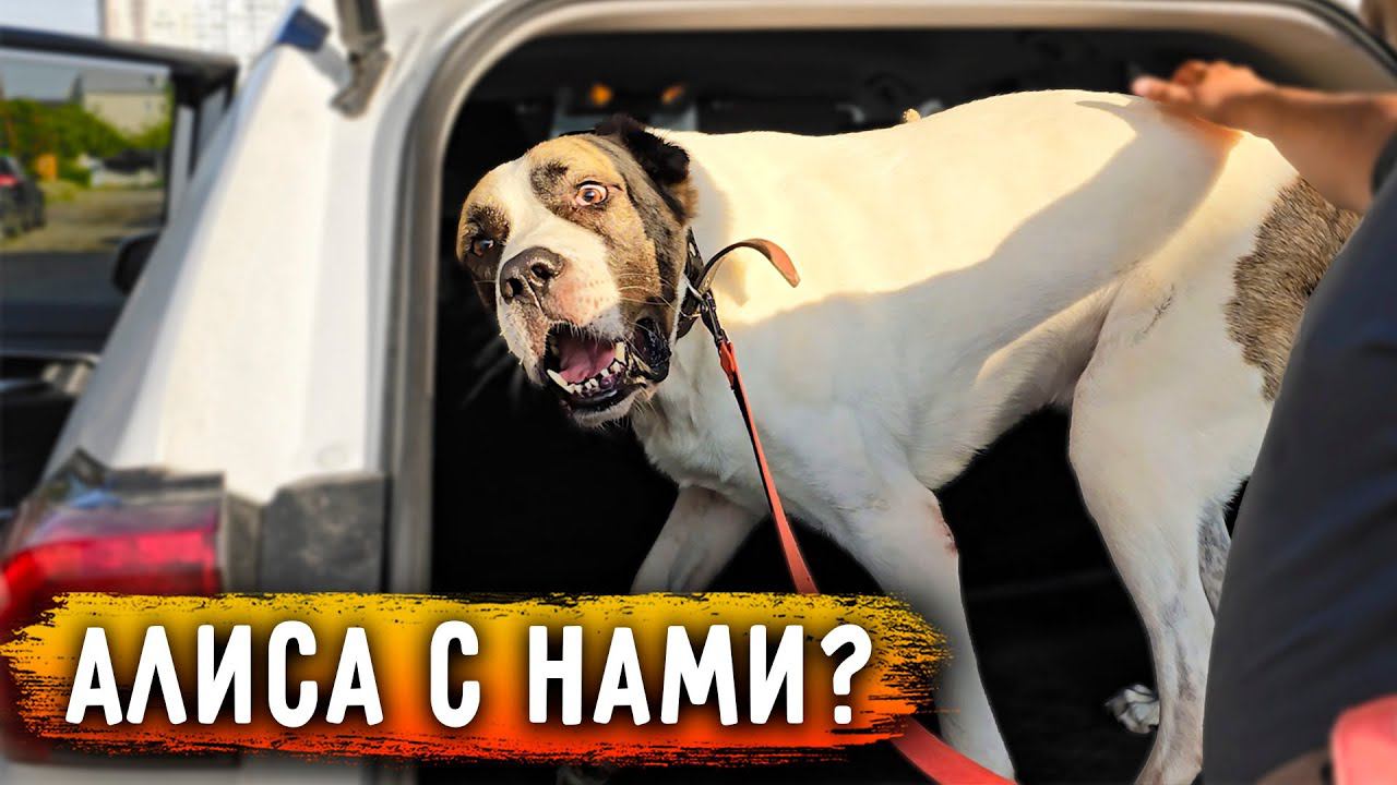 Алиса впервые на участке, заняла место Бони. 6 собак и мы. Чистим участок. Нужен очень забор. смотреть онлайн