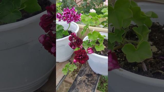 Плющелистных пеларгонии#Bonito#RoyalBlackRose смотреть онлайн