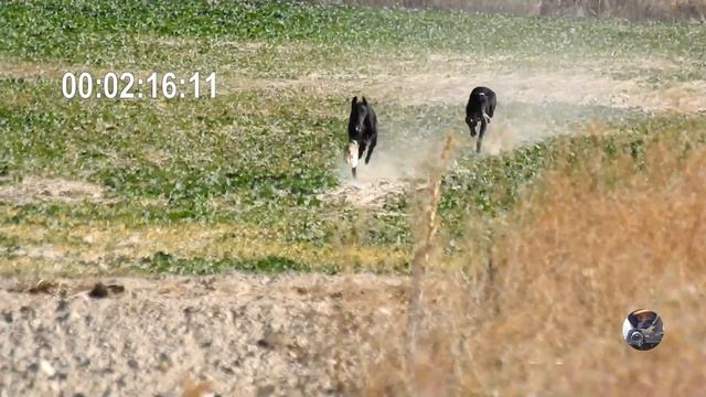 Semana 5 de temporada / Greyhound VS Hare смотреть онлайн