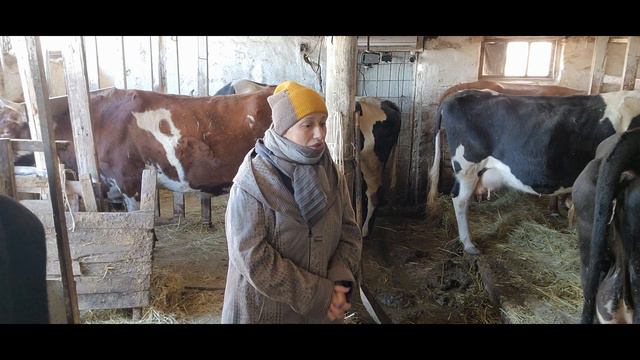 Продали трех бычков смотреть онлайн