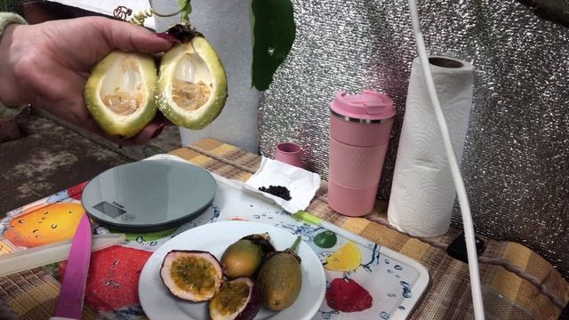 Пассифлора Маракуйя /Passiflora edulis Инкарната и Quadrangularis от покупного плода до плодоношени смотреть онлайн