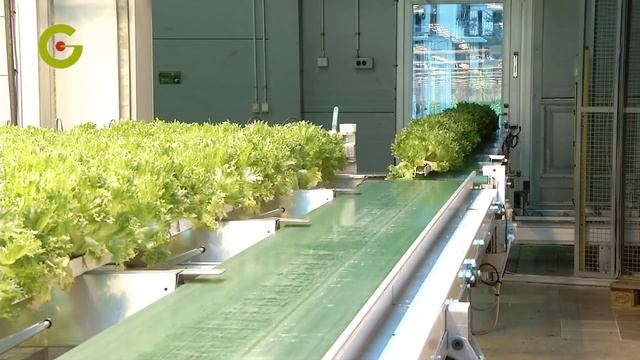Технологический комплекс для выращивания салата на минеральной вате смотреть онлайн