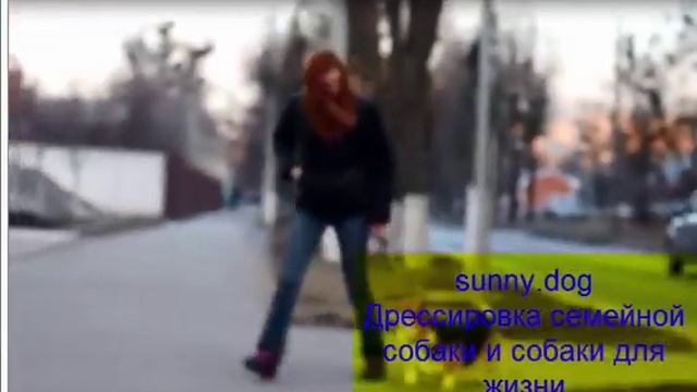 Собака тянет на прогулке - Урок 1 - внимание на прогулке. Пес тянет на прогулке - решаем проблему смотреть онлайн