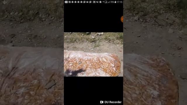 Курага с серой смотреть онлайн