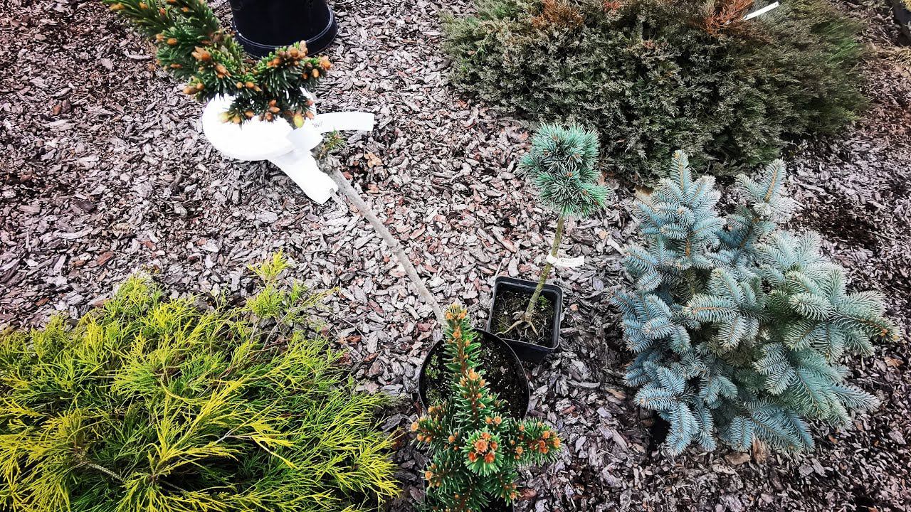 Открытие сезона!!!2 апреля 23гПрогулка по саду! Новые хвойные растения смотреть онлайн