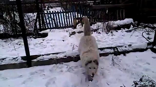 Соседский забор смотреть онлайн