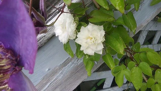 Clematis multi blue and duchess of Edinburgh смотреть онлайн