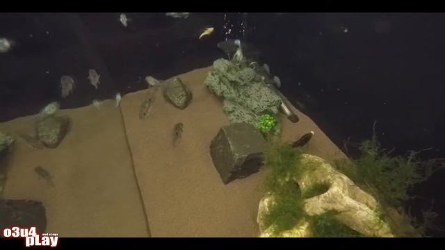 Кормление аквариумных рыбок мотылем смотреть онлайн
