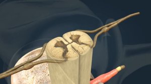 Строение спинного мозга | Анатомия человека | Биология