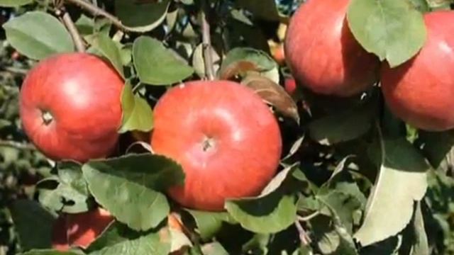 Урожай яблок - Harvest apples смотреть онлайн
