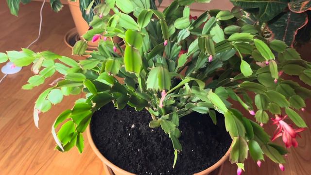 Декабрист совсем зачах смотреть онлайн