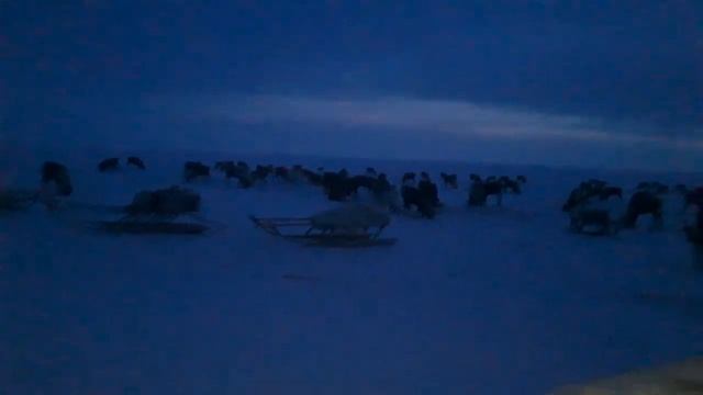 Постройка чума(Ярсалинская тундра) семья Худи смотреть онлайн