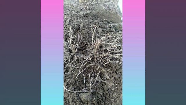 Лаванда. А совсем ли сухой куст? смотреть онлайн