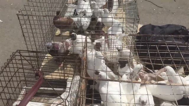 Голубиный рынок Баку , Сабунчи 15.05.2022 #ГолубиБаку смотреть онлайн