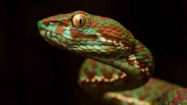 шипение змей #шипение смотреть онлайн