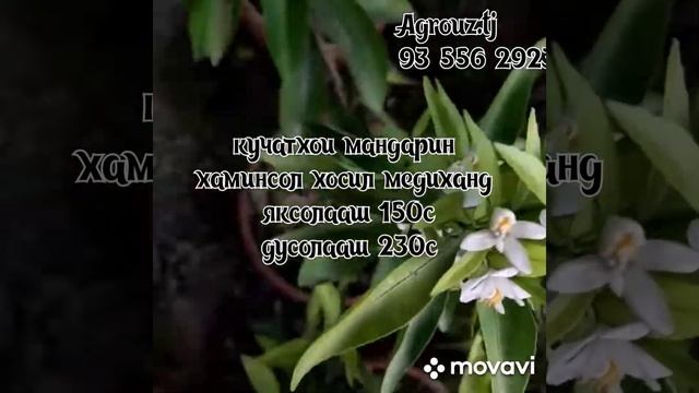 мандарин сорти иволистный смотреть онлайн