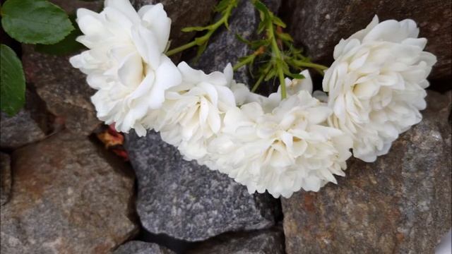 Обзор розы сорта Свани во все сезоны, особенности.Часть 1. Review of Swany rose - in all seasons-p. смотреть онлайн