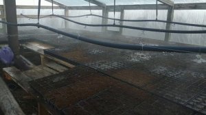 Полив в теплице.  Туманообразователи