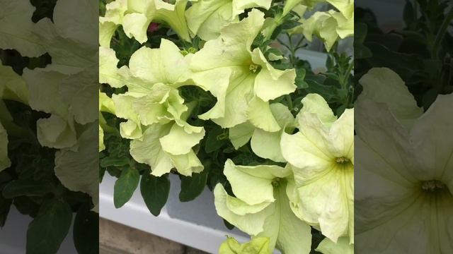 Мои петунии,необычный цвет👍🏻🤓