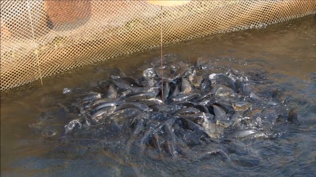 Разведение карпа в своем пруду как бизнес идея смотреть онлайн