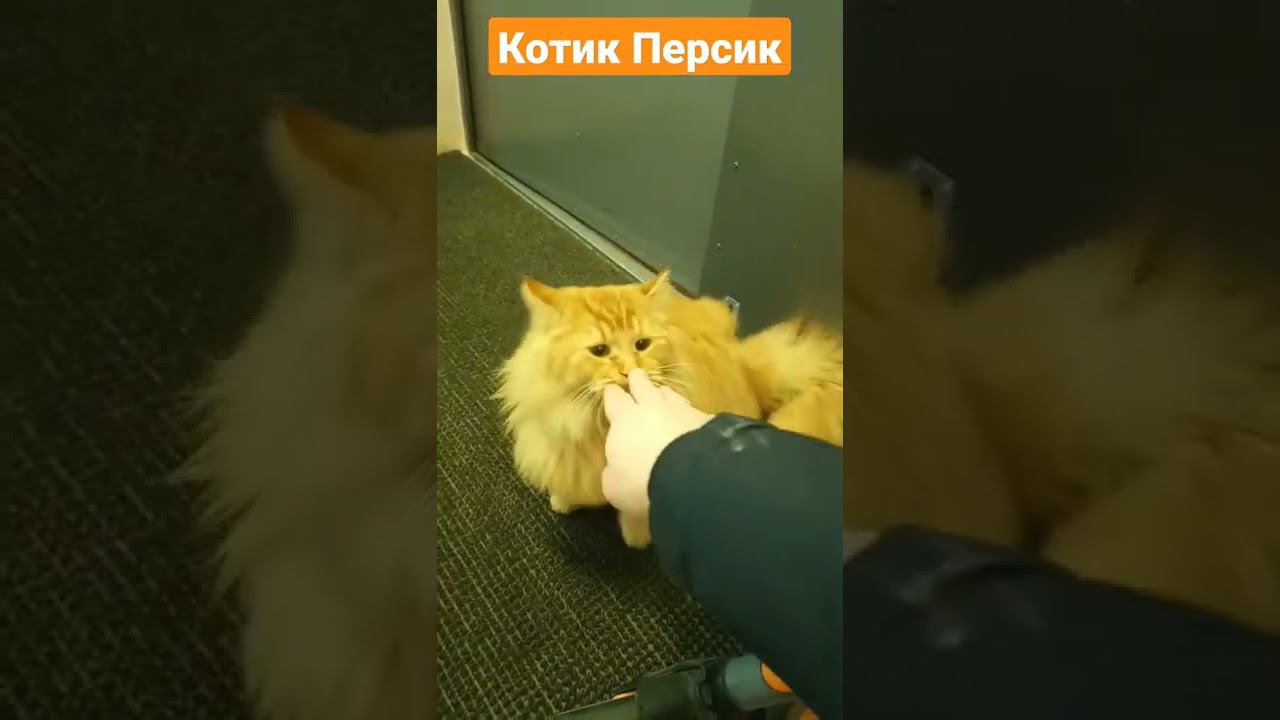 Котяра, не потерпел другого мужчины на своей территории смотреть онлайн