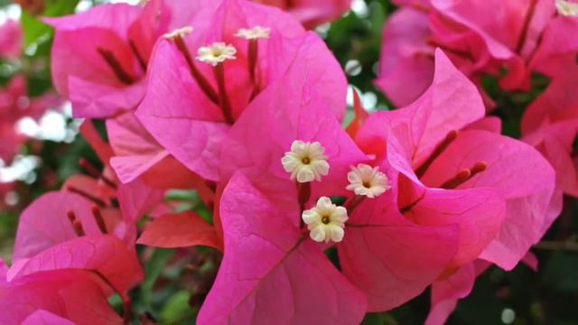 {flower Cafe.1}Bougainvillea loves 'Waltz of the flowers/Tchaikovsky' 부겐빌레아 in Singapore смотреть онлайн
