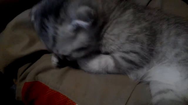 Вислоухий котёнок Няшка) смотреть онлайн
