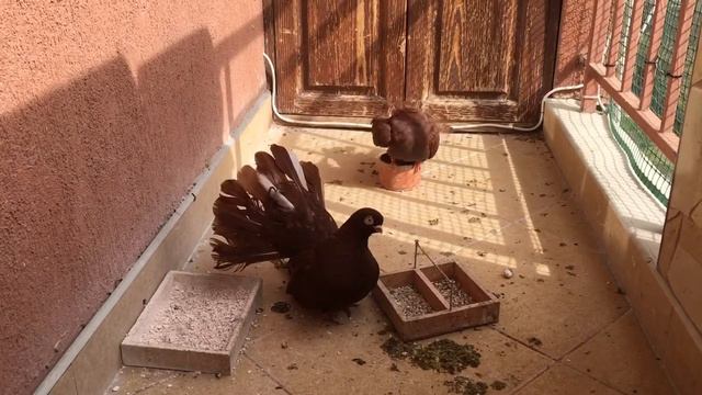 Ломско-Видински червени безкачул на Владимир Георгиев 03.16 смотреть онлайн