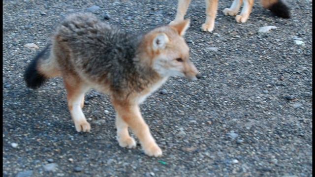 Чили 3 "Патагония" смотреть онлайн