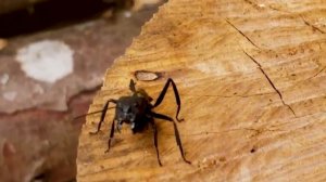 10 Самых Интересных Видов Муравьёв