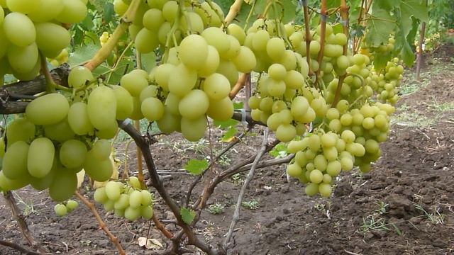 Виноград Ландыш -король мускатов смотреть онлайн