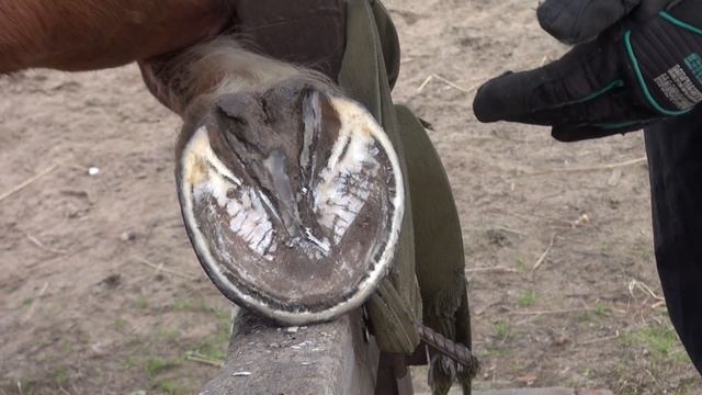 Расчистка копыт. Что нужно убрать, а что не трогать. смотреть онлайн