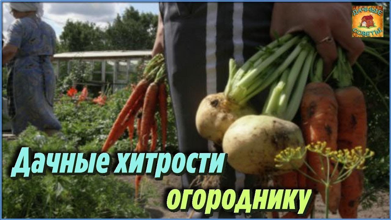 Гениальные хитрости и Полезные советы от Самых опытных огородников для получения небывалого урожая смотреть онлайн