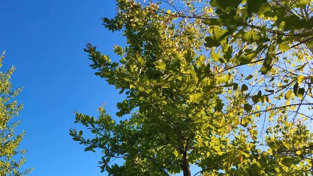 26 июня. Народный праздник ДЕНЬ АКУЛИНЫ. Что нельзя и можно делать. Приметы