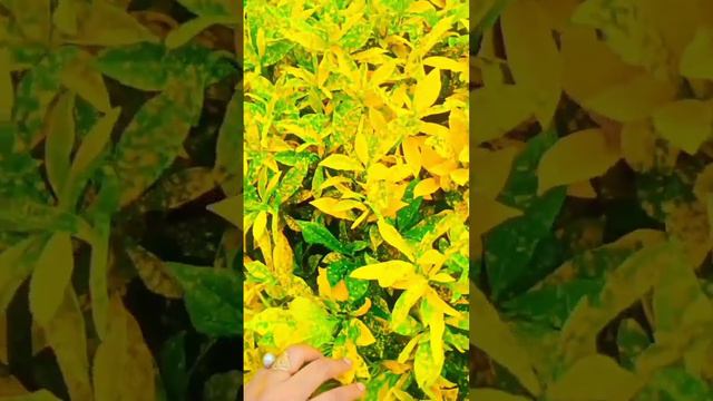 pruning se apne plant ko khubsurat kaise bnaye🪴#nature#lover#pruning#plant#chandani#crotton смотреть онлайн