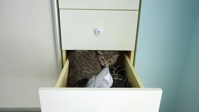 Шотландская прямоухая кошка /Скоттиш страйт / Scottish cat / Scottish Straight смотреть онлайн