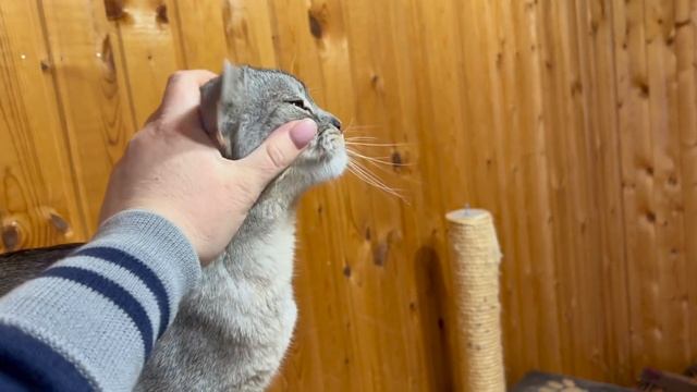 влог: 24 ЧАСА НА ДАЧЕ! КОМНАТА ДЛЯ КОТОВ, ШАШЛЫК, МАРУСЯ СЧАСТЛИВА! смотреть онлайн